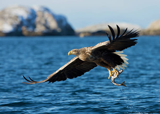 White tailed Eagle (Haliaeetus albicilla) in flight White tailed Eagle (Haliaeetus albicilla) in flight with a catch (coal fish) in Norway. This picture of White-tailed Eagle with a catch was taken in Norway from a boat. animal animal behavior beauty in nature bird stock pictures, royalty-free photos & images