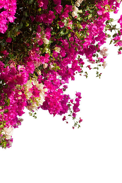 istock bougainvillea flowers 468732316