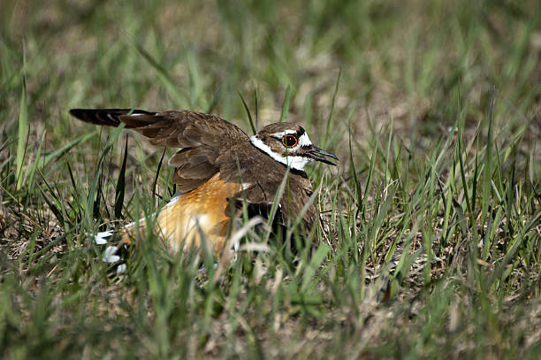 Killdeer doing broken-wing display - Oak Hammock Marsh, Manitoba stock photo
