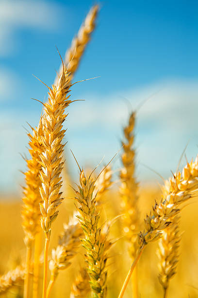 istock plants  of wheat on  background sky 468732412