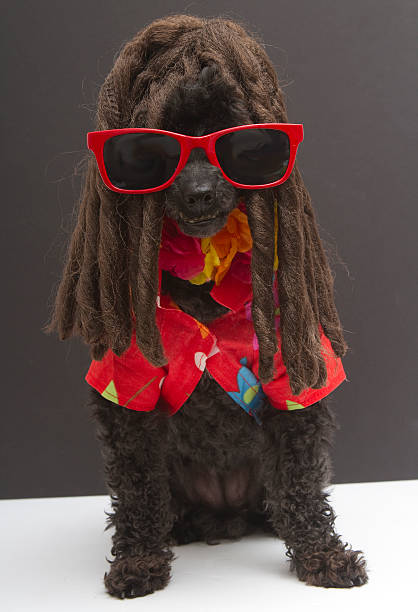 istock Red Sunglasses and Red Shirt On Dreads 468732597
