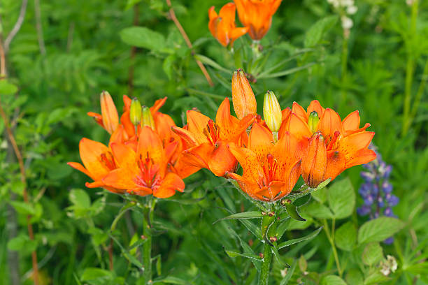 istock Orange lily, lilium bulbiferum 468732663