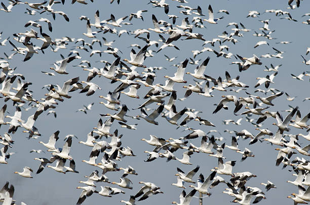 istock Massive Flock of Snow Geese Flying Over the Marsh 468732724