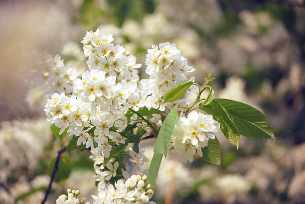 istock Bird-cherry tree flowers. Warm toning floral background 468732880