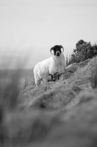 istock Dartmoor sheep on edge of mountine 468733009