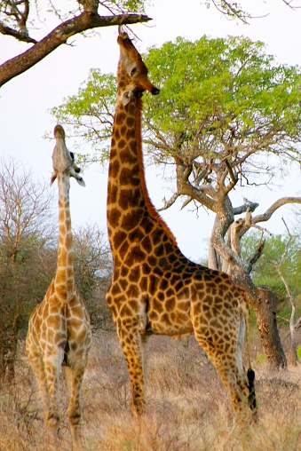 In Kruger National Park in South Africa a mother and a baby giraffe reach for food from a tree branch above them.