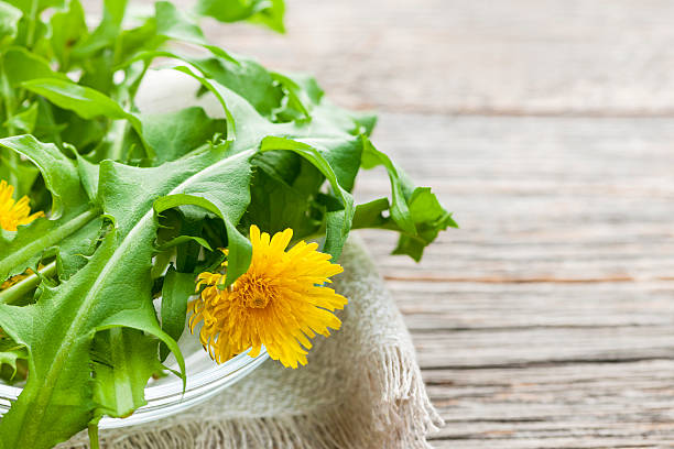 istock Dandelions greens and flowers 468734243