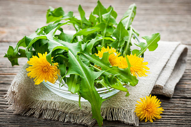 istock Dandelions greens and flowers 468734269