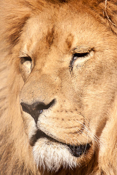 istock Portrait Of A Lion 468734533