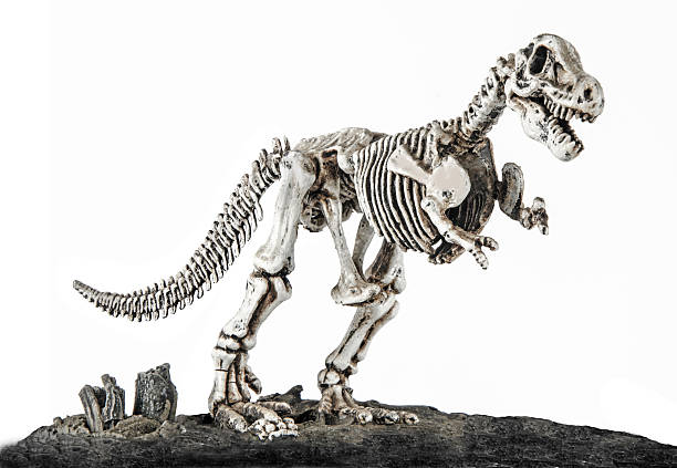 Terminator Rex Skeleton 40+ bildbanksfoton, bilder och royaltyfria bilder med T Rex Skeleton ...