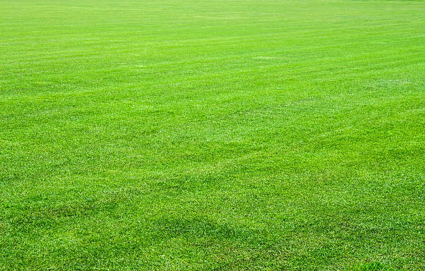 istock grass of the stadium 468736055