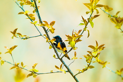 American Redstart Warbler perches in a spring bush on Point Pelee National Park. The leaves are just opening and yellowish green. The little bird is alone.