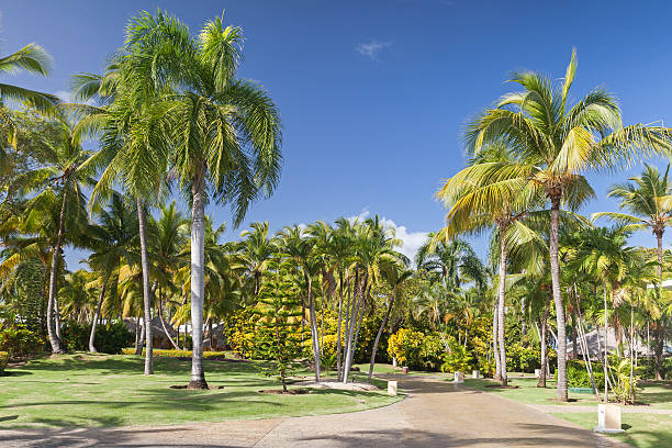 istock Park with coconut palm trees, Dominican republic 468737224