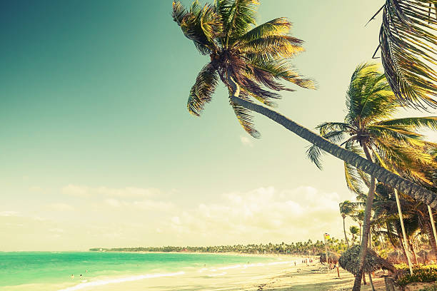 istock Palm trees grow on a beach. Coast of Atlantic ocean 468737238