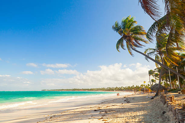 istock Palm trees grow on sandy beach. Atlantic ocean coast 468737262