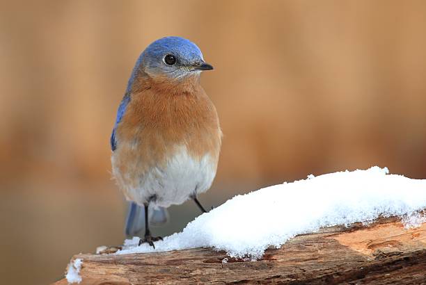 istock Male Eastern Bluebird in Snow 468737334