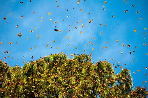 Monarch Butterfly Biosphere Reserve, Michoacan (Mexico)