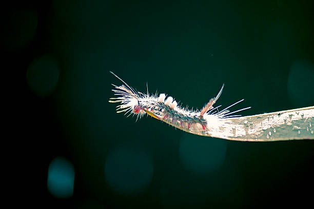 istock White-marked Tussock Moth Caterpilar, Hemerocampa leucostigma 468742156