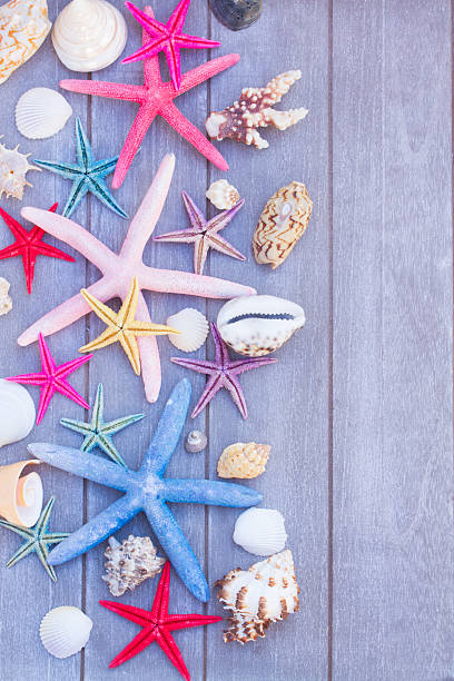 istock starfish and sea shells on wooden board 468742300