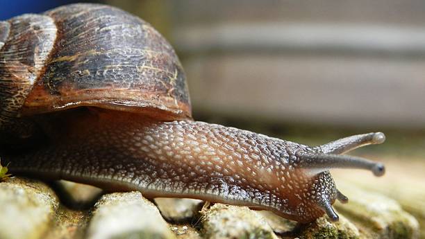 Macro image of a snail Closeup detail of a garden snail Cosimo stock pictures, royalty-free photos & images