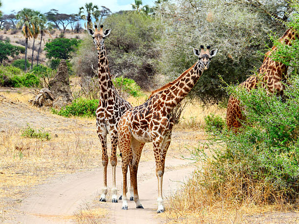istock Giraffes in the savanna 468743262