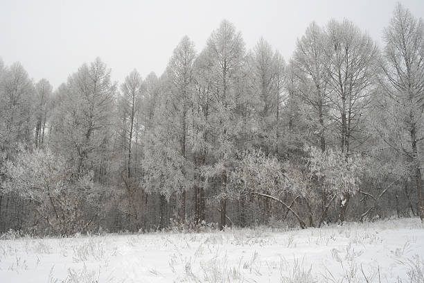 istock Winter foggy landscape 468743375