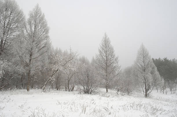 istock Winter foggy landscape 468743393
