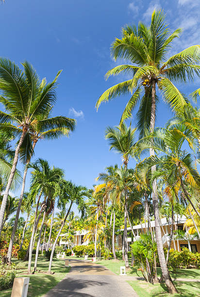 istock Park with lane with coconut palm trees 468743532
