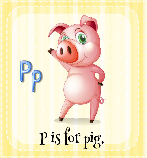 10+ Flashcard Letter P Is For Pig Stock Illustrations, Royalty