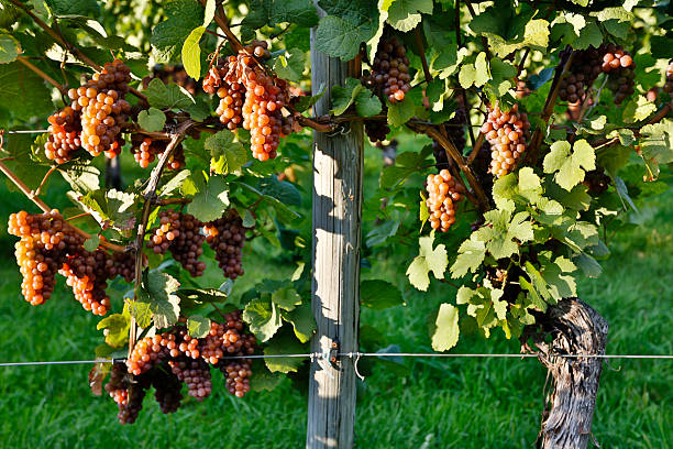 orgánicos maduras uvas pinot gris - kelowna chardonnay grape vineyard grape fotografías e imágenes de stock