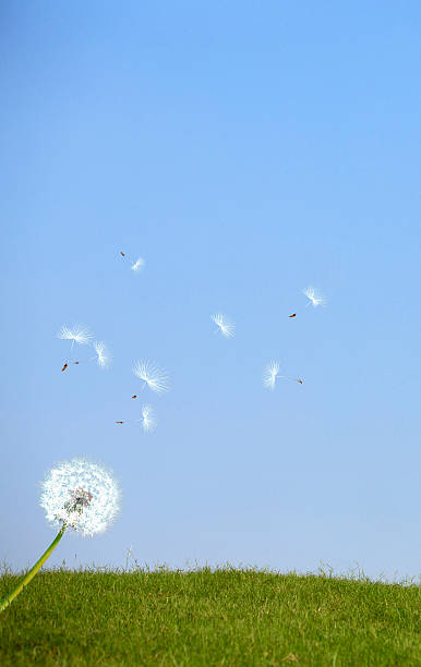 Gentle breeze blowing off a Dandelion.