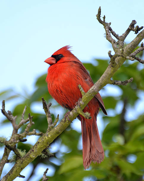 istock Red Male Cardinal In Pear Tree 468745180