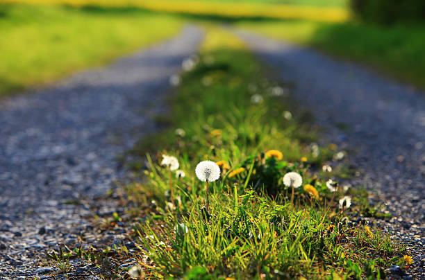 A country road with dandelion bloom and blowballs. Shallow depth of field and Copy Space.
