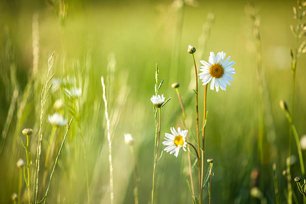 istock Meadow and spring Daisy Flowers on out of focus background 468747550
