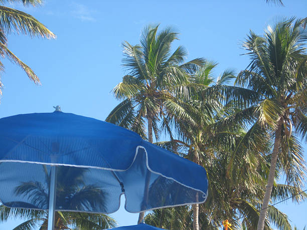 istock Blue Umbrellas With Palm Trees In Caribbean 468748062