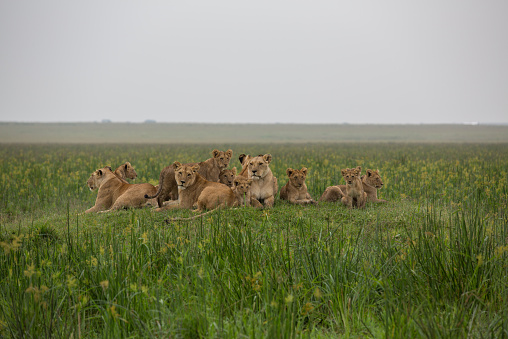 Group of lions from the Marsh Pride, three females and six cubs, relaxing on mound, in landscape format