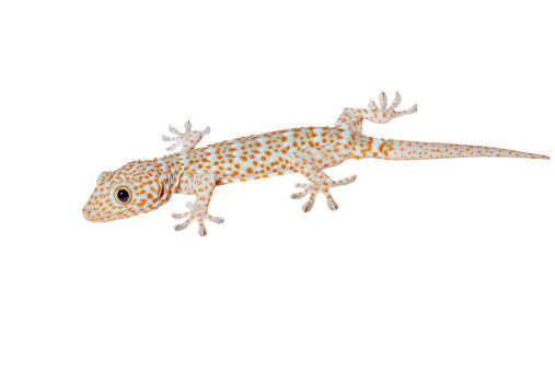 Tokay Gecko Stock Photo - Download Image Now - Animal, Animal Markings, Animal Wildlife - iStock Tokay Gecko Stock Photo - Download Image Now - Animal, Animal Markings, Animal Wildlife - iStock
