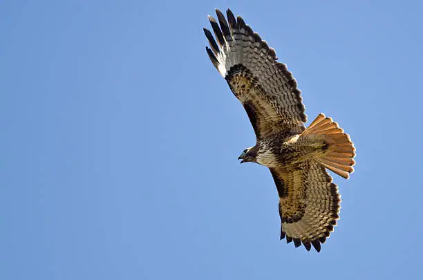 Photo of Red-Tail Hawk Flying in a Blue Sky