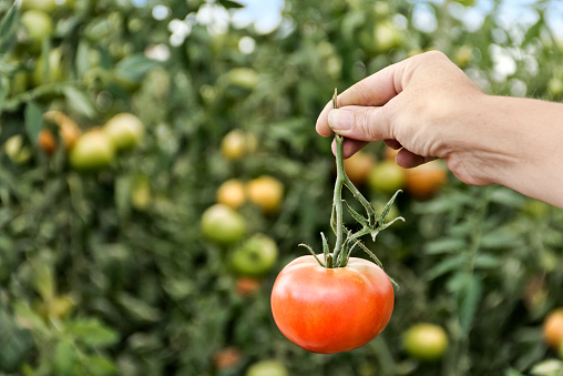 Professional control over tomatoes for fresh consumption.