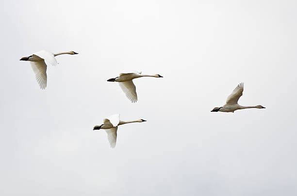 istock Four Tundra Swans Flying on a Light Background 468749628