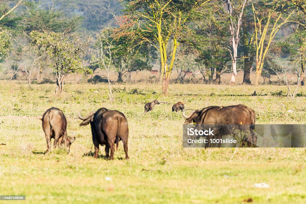 Hyena and Buffalo Hyenas and Buffalos at Lake Nakuru 2015 Stock Photo