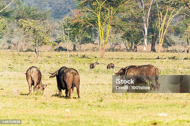 Hyena And Buffalo Stock Photo - Download Image Now - 2015, Africa, African Buffalo