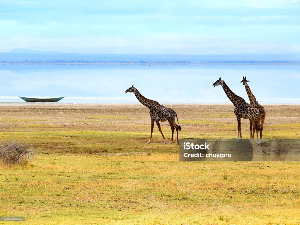 Giraffes near lake Giraffes near lake. Africa, Tanzania. 2015 Stock Photo