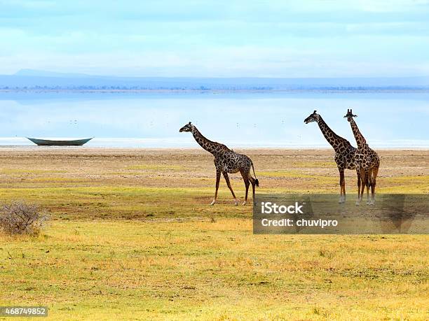 Giraffes Near Lake Stock Photo - Download Image Now - 2015, Africa, Animal