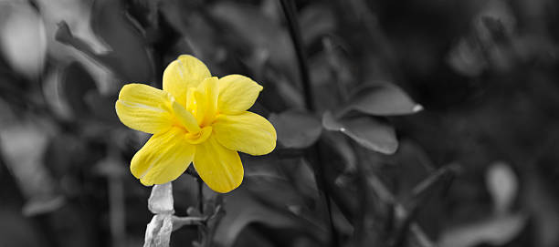 istock Black-ing-edge, yellow flower 468750838