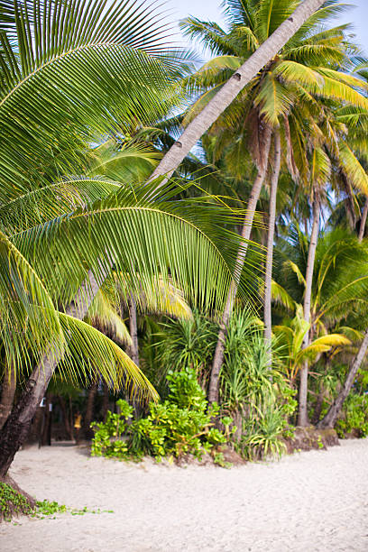 istock Tropical beach with palm trees and white sand 468751255