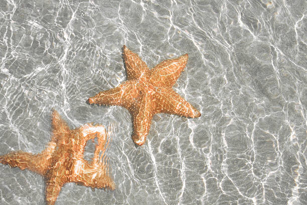 stella di mare - pentagonaster starfish foto e immagini stock