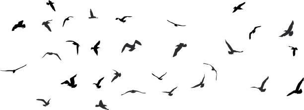 ilustraciones, imágenes clip art, dibujos animados e iconos de stock de aves, gulls, silueta negra sobre fondo blanco. vector - flock of sheep