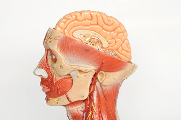 istock facial muscle anatomy 468752870