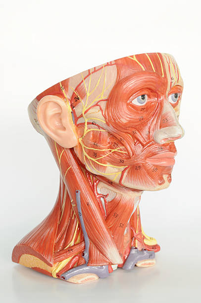 istock facial muscle anatomy 468752878